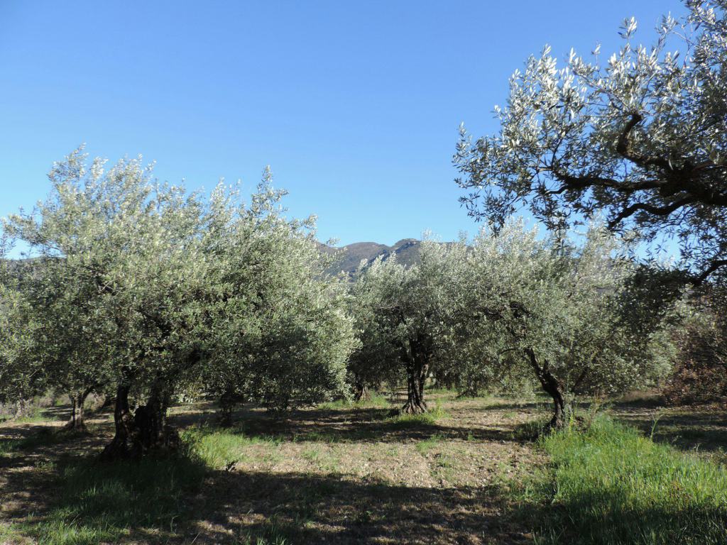 Oliveraie au pied des collines