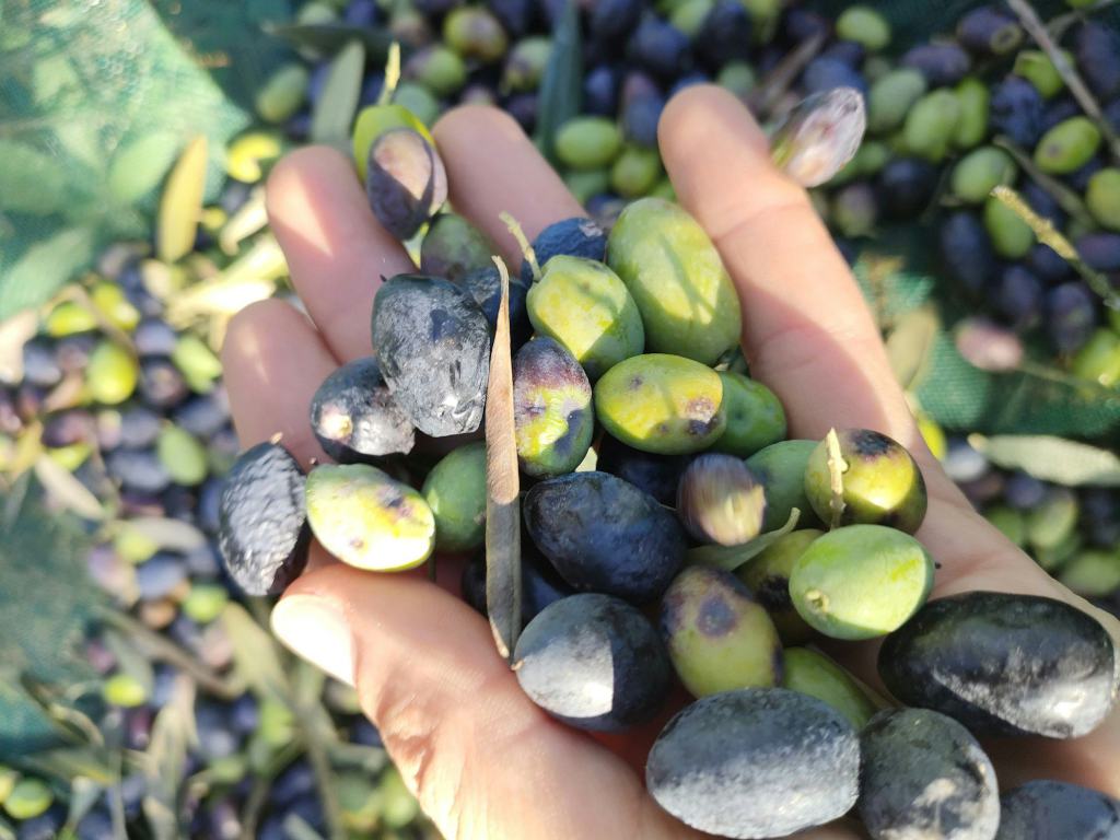 Une main tient des olives vertes et noires