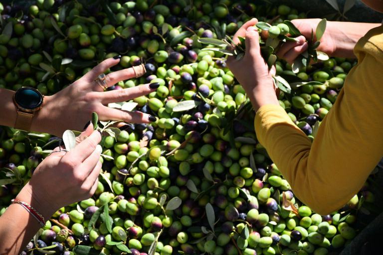 Mains triant des olives fraîchement récoltées