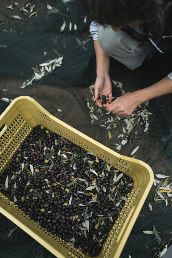 Une femme trie des olives à côté d'une caisse pleine